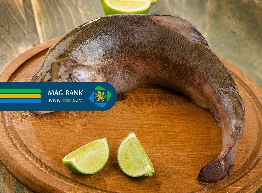 تغذیه مناسب قزل آلا، کلید رشد و سلامت ماهی