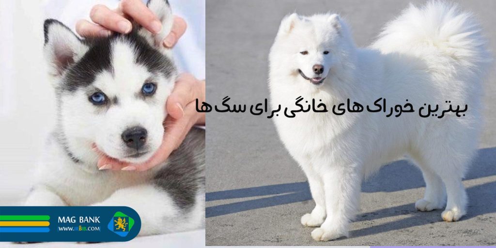 بهترین خوراک‌های خانگی برای سگ‌ها