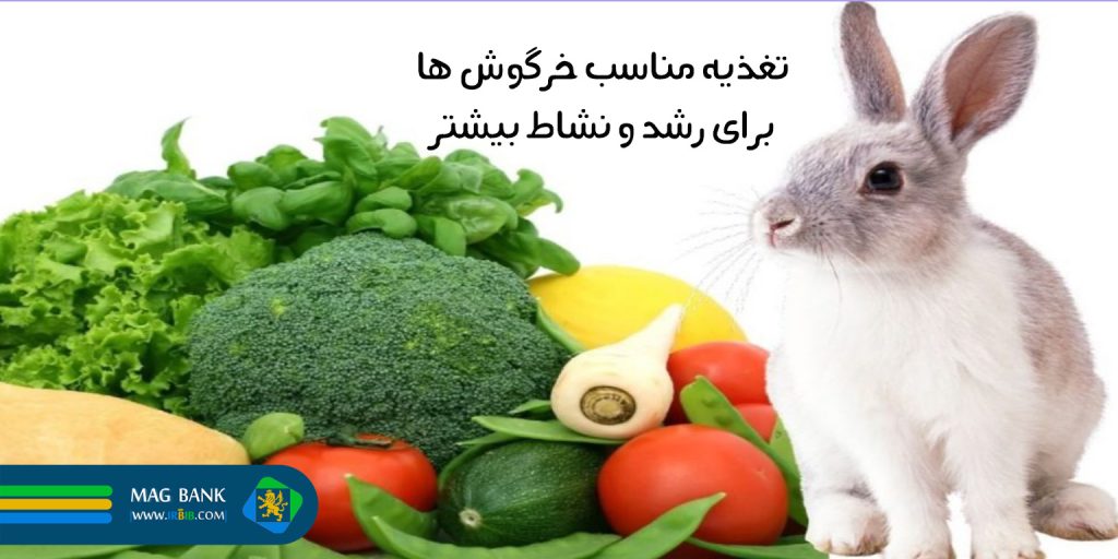 غذای مناسب خرگوش ها برای رشد و نشاط بیشتر