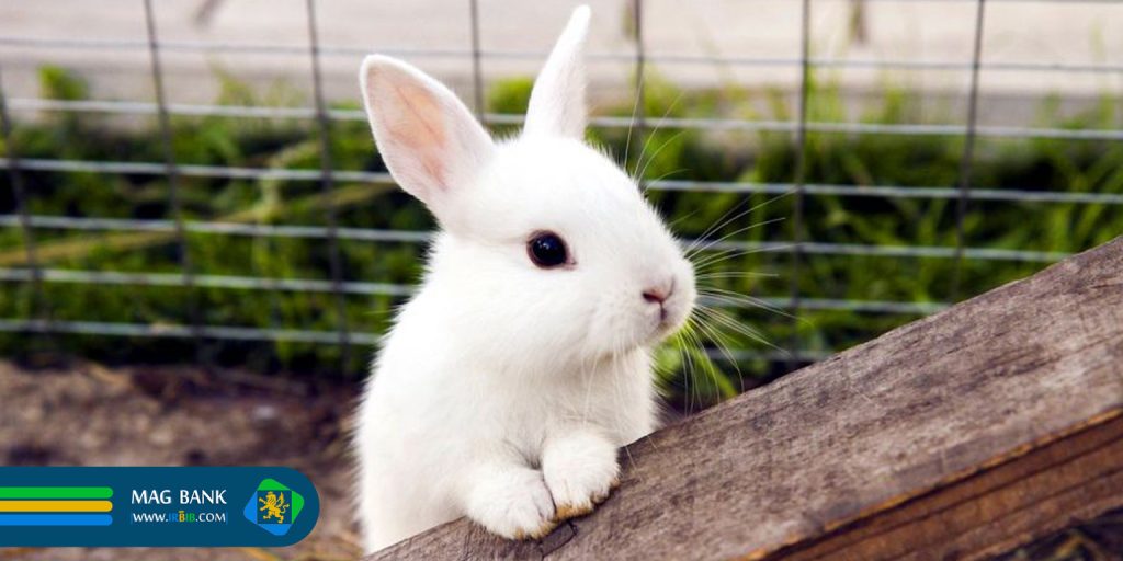 غذای مناسب خرگوش 