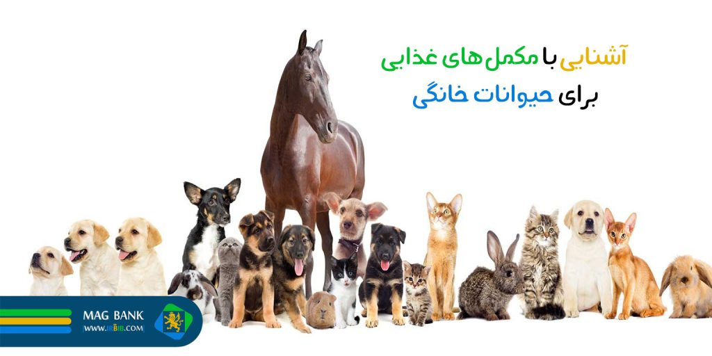 آشنایی با مکمل‌های غذایی برای حیوانات خانگی: چه زمانی و چگونه استفاده کنیم؟