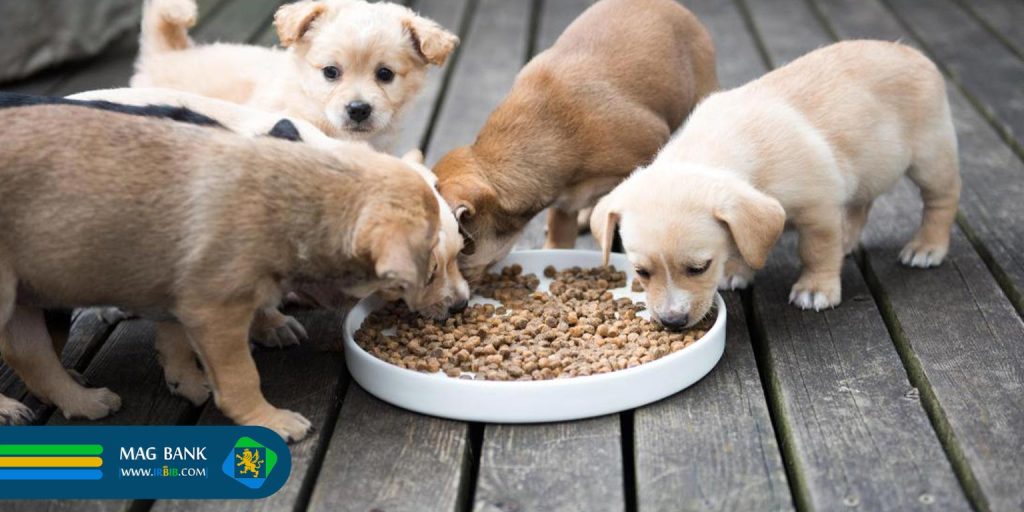  مکمل‌های غذایی برای پت