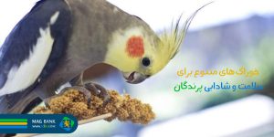 تغذیه مناسب پرندگان زینتی: خوراک‌های متنوع برای سلامت و شادابی پرندگان