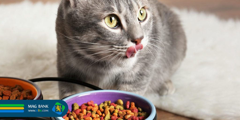 Choosing the right food for cats