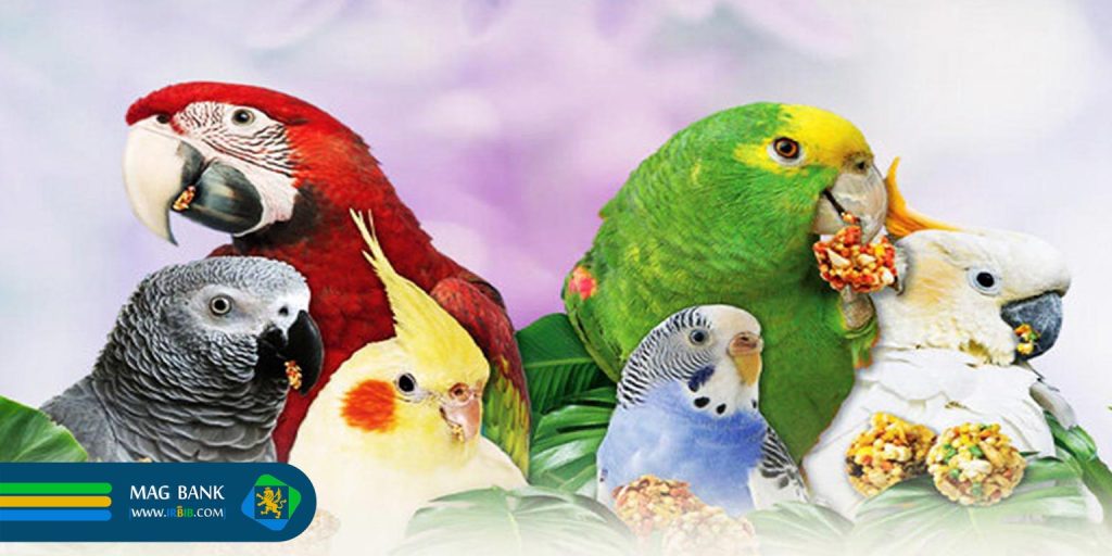 غذای مناسب پرندگان 