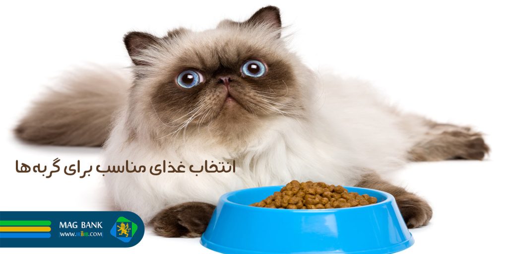 انتخاب غذای مناسب برای گربه‌ها