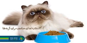 راهنمای انتخاب غذای مناسب برای گربه‌ها