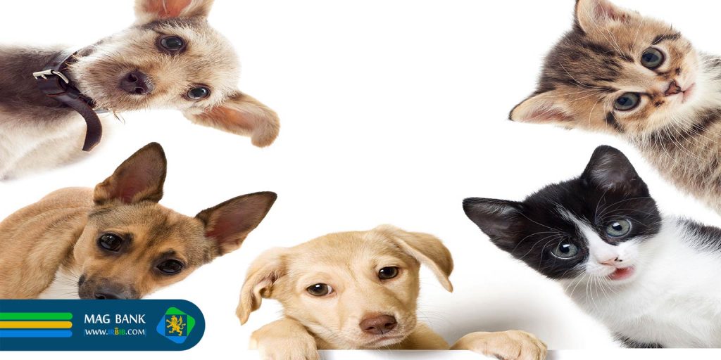 10 اشتباه رایج در تغذیه حیوانات خانگی