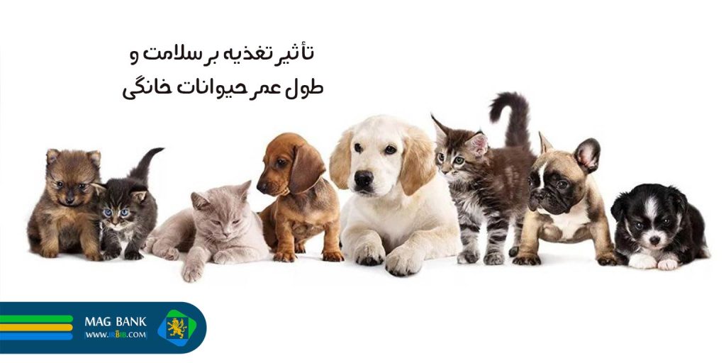 تأثیر تغذیه بر سلامت و طول عمر حیوانات خانگی