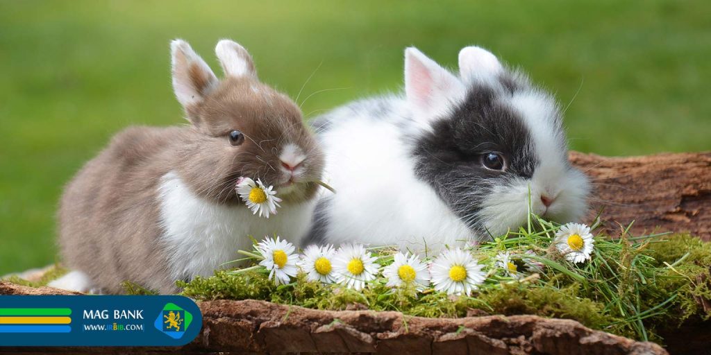 غذای ارگانیک برای پت: مزایا و معایب