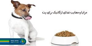 مزایا و معایب غذای ارگانیک برای پت