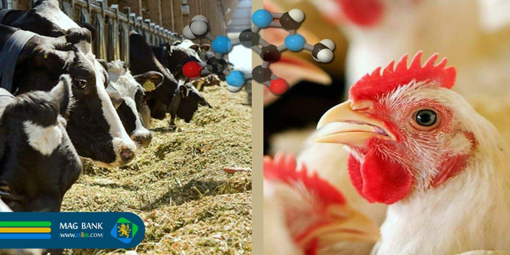 مقایسه خوراک صنعتی و سنتی در پرورش دام و طیور