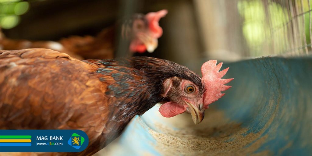 استانداردهای جهانی در تولید خوراک دام و طیور