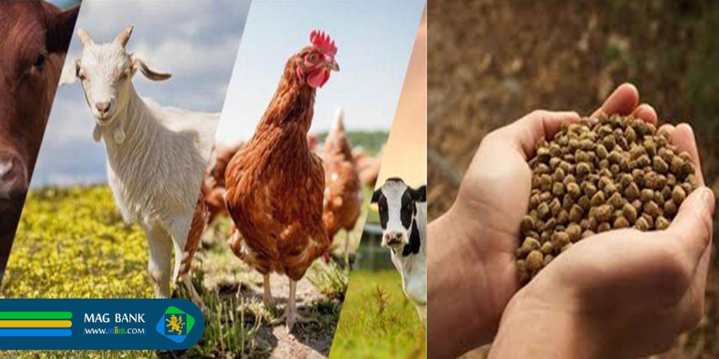 تاثیر تغذیه بر سلامت و بهره وری دام و طیور