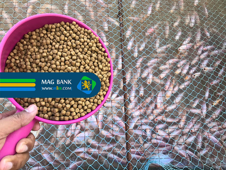 تولید خوراک ماهی سردابی: صنعتی رو به رشد با پتانسیل بالا