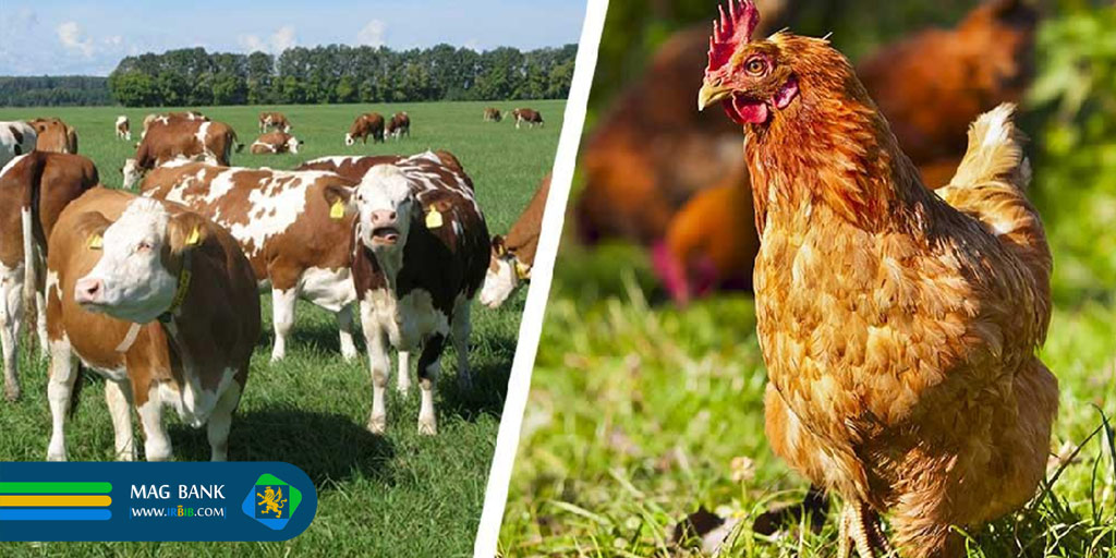 فناوری در تولید خوراک دام و طیور