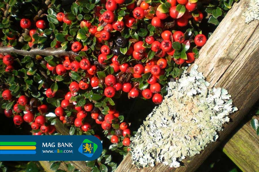 ترکیبات شیمیایی شیرخشت و پایه علمی خواص آن