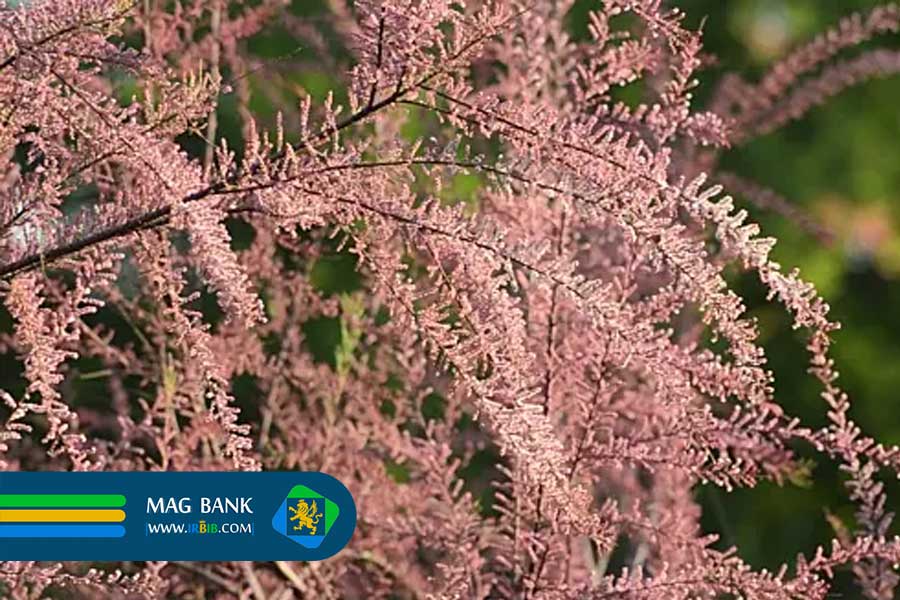 خواص دارویی انگبین در گز