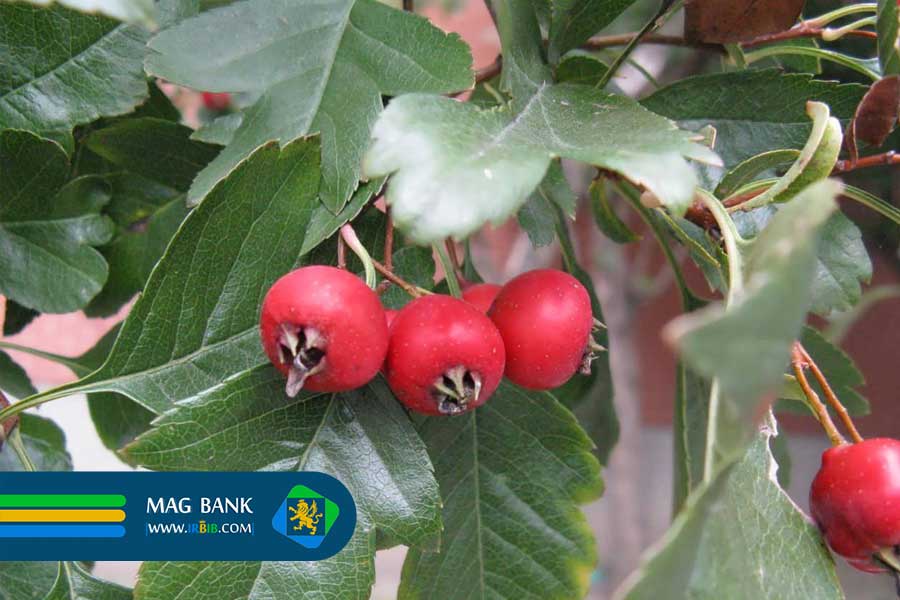 نقش شیرخشت در تولید گز و مزایای مصرف آن