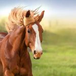 باشگاه سوارکاری تیام