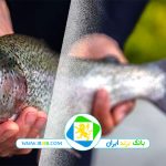 خوراک آبزیان پرشین فید