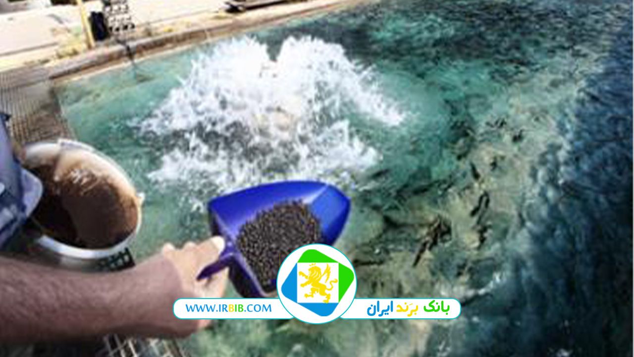 شرکت رشد دانه