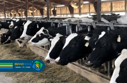 شرکت گروه همگام | خوراک دام و طیور