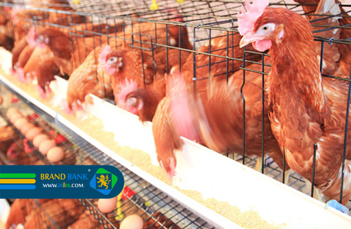 شرکت نگین دانه صحرا