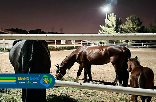 باشگاه سوارکاری بام