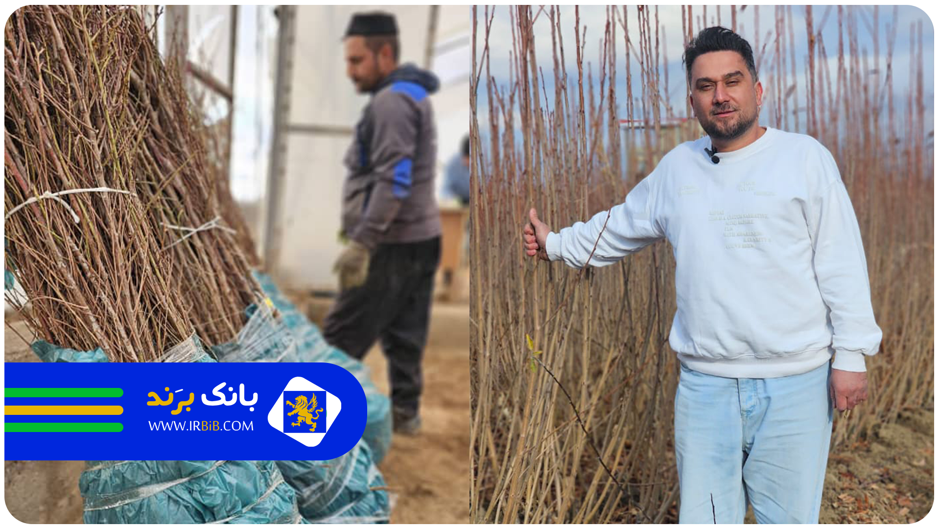 بزرگترین نهالستان ایران | پالیز نهال | بانک برند