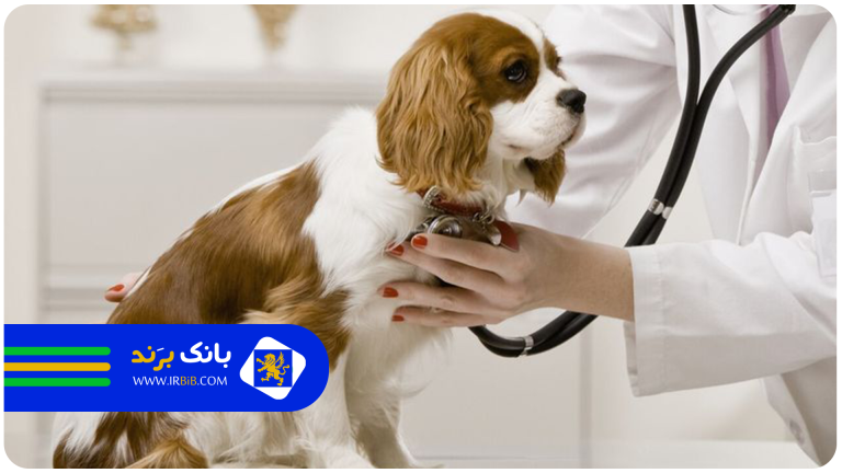 faq-best-veterinary-clinic-in-tehran